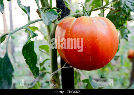 In prossimità di grandi crudo fresco pomodori rossi ancora sulla pianta Foto Stock