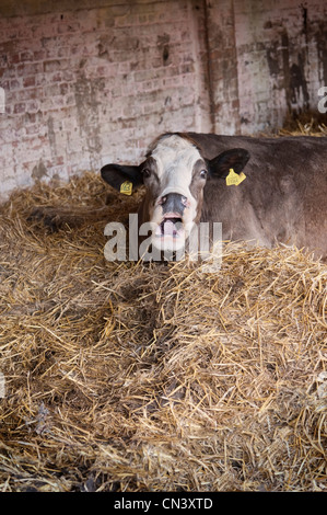 Mooing mucca sdraiato in una stalla Foto Stock