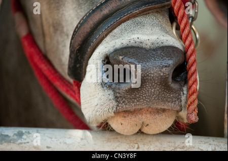 Bestiame Brahman faccia dettagli (bos indicus) Foto Stock