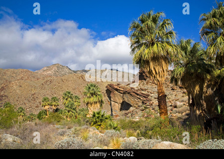 Un escursionista in Murry Canyon, Indian Canyon, vicino a Palm Springs, California Foto Stock