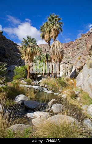 Le palme della ventola in Murry Canyon, Indian Canyon, vicino a Palm Springs, California Foto Stock