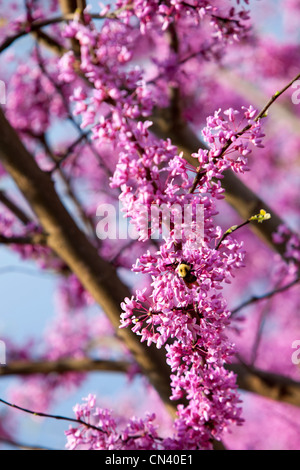 Felice Bumble Bee raccoglie il polline di un Redbud tree in primavera. Foto Stock