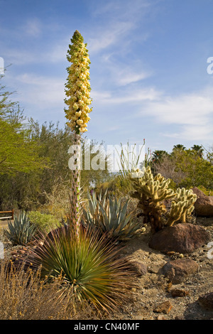 Un gigante di yucca fiorisce nel deserto di Mojave nel vivere il Deserto vicino a Palm Springs in California del sud Foto Stock