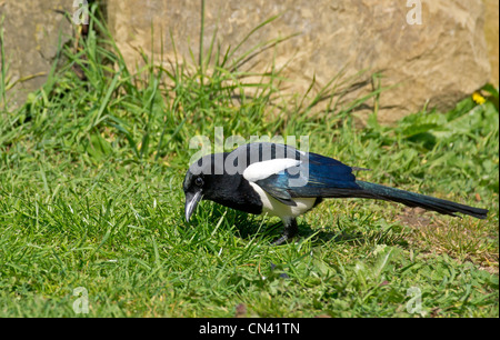 Una gazza in cerca di cibo Pica pica Foto Stock