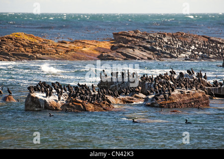 Cape cormorano o Cape shag, Phalacrocorax capensis, Capo di Buona Speranza, Cape Peninsula, Sud Africa Foto Stock