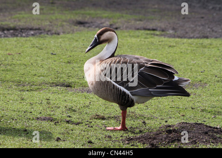 Swan goose (Anser Cygnoides) così chiamato perché ha più vertibrae nel suo collo rispetto ad altre razze di oca. Foto Stock