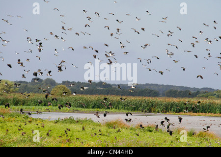 Un gregge di lapwings (Vanellus Vanellus) in volo su Martin mera riserva faunistica in Lancashire, Inghilterra. Foto Stock