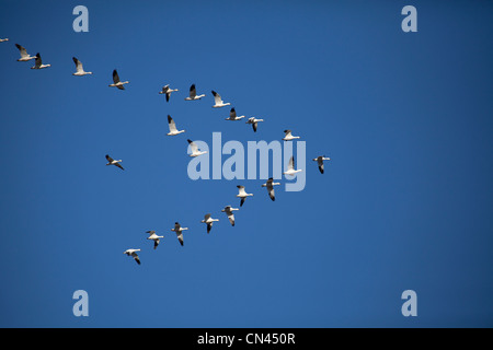 Le oche delle nevi tornando ai cieli canadesi in primavera dopo il loro soggiorno nella parte meridionale degli Stati Uniti. Foto Stock