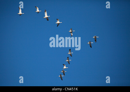 Le oche delle nevi tornando cieli canadesi in primavera dopo il loro soggiorno nella parte meridionale degli Stati Uniti. Foto Stock