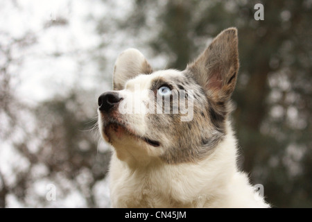 Corgi guardando uno scoiattolo sale su un albero Foto Stock