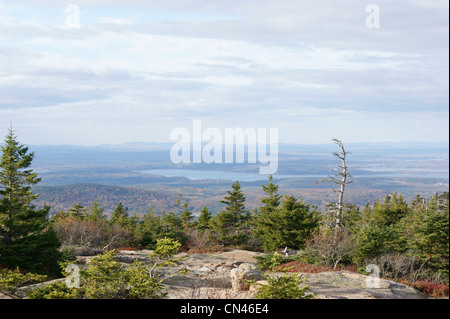 Recedono alberi all'alpine treeline, Cadillac Mountain in autunno, il Parco Nazionale di Acadia, isola di Mount Desert, Maine. Foto Stock