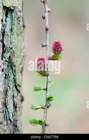 Larix decidua. Larice fiore femmina in primavera Foto Stock