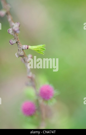 Larix decidua. Larice aghi e fiori nella campagna inglese. Messa a fuoco selettiva Foto Stock