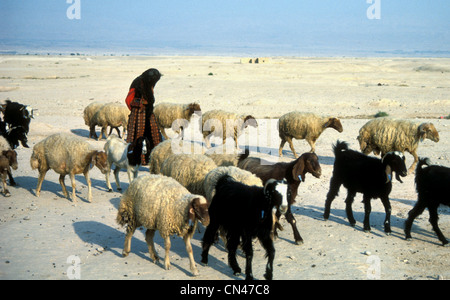 Donna beduina vagare nel deserto del Negev in Israele con il suo gregge di pecore e capre. Foto Stock