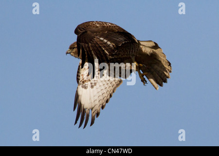 Un Northern Harrier (Circus cyaneus) femmina adulta in volo a Nanaimo estuario del fiume, l'isola di Vancouver, BC, Canada in febbraio Foto Stock