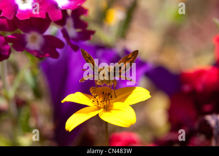 Un bosco di Skipper Butterfly (Ochlodes sylvanoides) su un giallo pianta flowering in Bute ingresso, BC, Canada nel mese di settembre Foto Stock