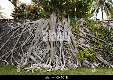 Strangler fig tree sulla parete in con del figlio, Con Dao Island, Vietnam Foto Stock