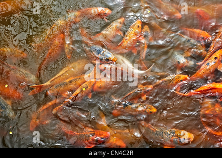 Carpe Koi in stagno, il Palazzo Imperiale, la tonalità, il Vietnam , Vietnam Foto Stock