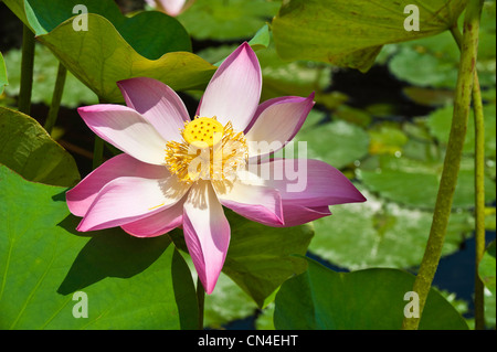 Indonesia Isola di Bali, aria Abang Mancur villaggio vicino villaggio Amlapura, acqua Palace e il giardino di Tirta Gangga, ninfea Foto Stock