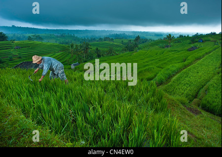 Indonesia Isola di Bali, Jatiluwih village, Nyoman Suwi opere nel suo ricefields Foto Stock