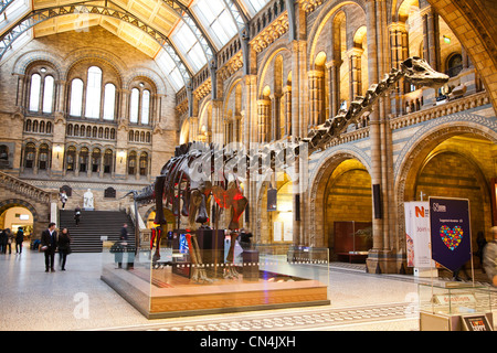 Un dinosauro presentano all'interno dell'atrio principale del Museo di Storia Naturale di Londra Gran Bretagna Foto Stock