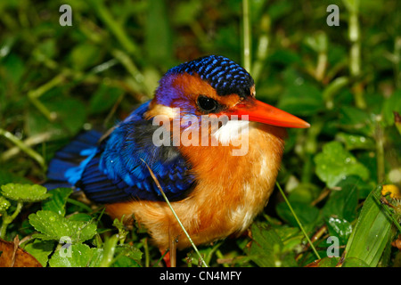 Nana africana Kingfisher (Ispidina picta), Uganda Foto Stock