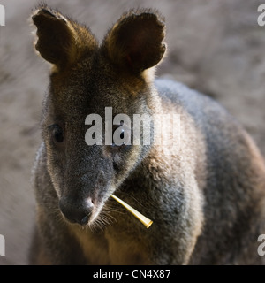 Curioso Swamp Wallaby mangiare leaf - square immagine ritagliata Foto Stock