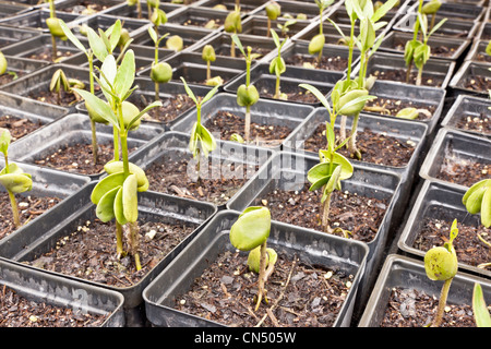 Mangrovia nera piantine "germinans Avicennia'. Foto Stock