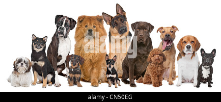Gruppo di dodici cani seduti davanti a uno sfondo bianco Foto Stock