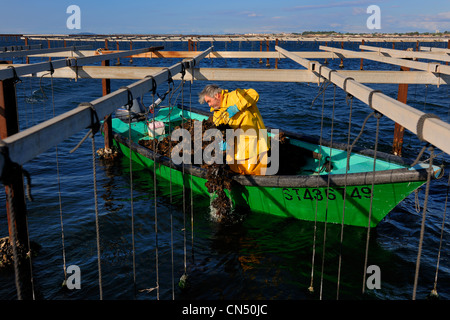 Francia, Herault, Bouzigues, Bassin de Thau, allevamento in sospensione su funi in oyster park Foto Stock