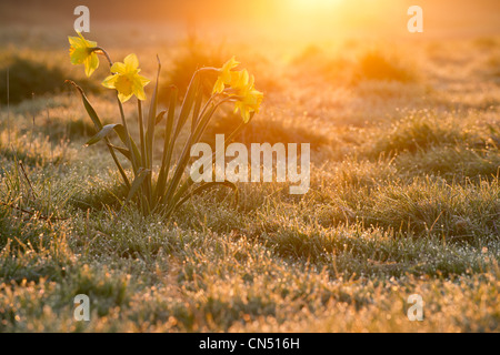Inizio mattina di primavera Foto Stock
