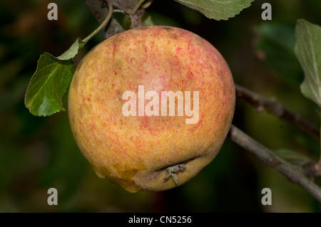 Apple cultivar, Cox's Orange Pippin Foto Stock