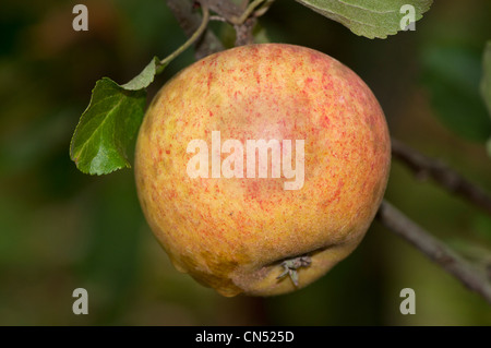 Apple cultivar, Cox's Orange Pippin Foto Stock