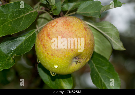 Apple cultivar, Cox's Orange Pippin Foto Stock