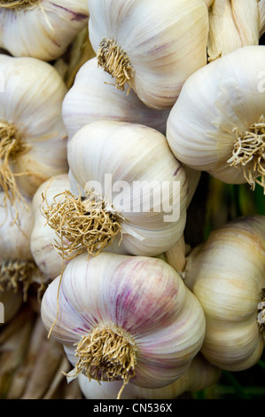 Chiudere verticale delle partite di bulbi di aglio, allium sativum, in un palo dopo essere raccolto. Foto Stock