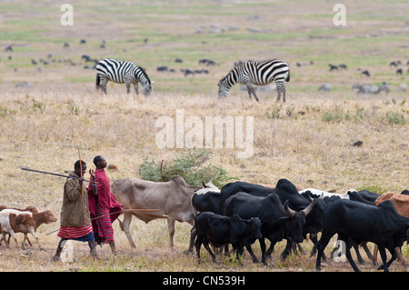 Tanzania, Regione di Arusha, Ngorongoro Conservation Area, classificato come patrimonio mondiale dall UNESCO, Maasai nel cratere di Ngorongoro con Foto Stock