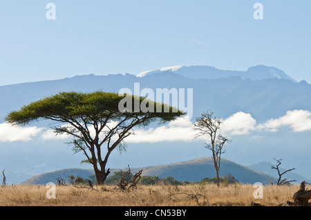 Tanzania, Regione di Arusha, paese Maasai, Ndarakwai riserva al fondo del Kilimanjaro, graticcio ombrello con il Foto Stock