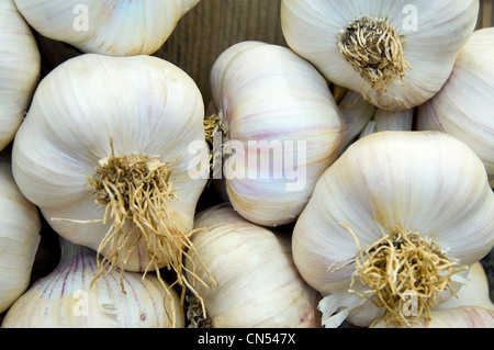 Chiudere orizzontale delle partite di bulbi di aglio, allium sativum, in un palo dopo essere raccolto. Foto Stock