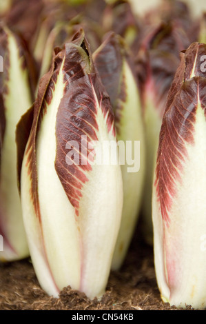 Verticale di chiusura del radicchio rosso crescente fianco a fianco in una serra. Foto Stock