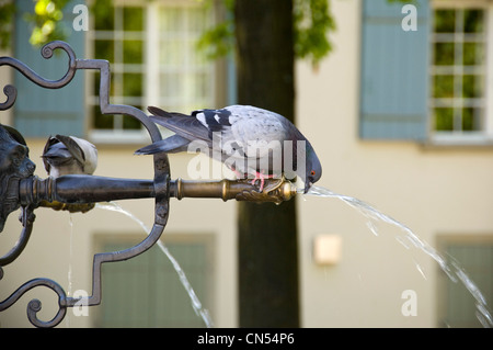 Chiudere orizzontale di un piccione acqua potabile da un getto a decorativo funzione di acqua in una giornata di sole. Foto Stock