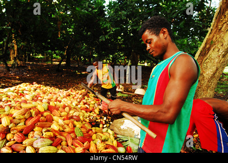 Madagascar, Nord, Diego-Suarez provincia (Antsiranana), Diana Regione, Ambanja, gruppo di uomini neri peeling chicchi di cacao con Foto Stock