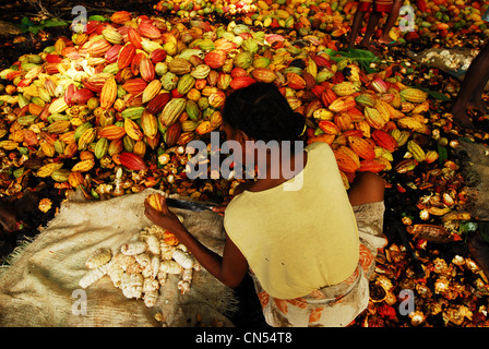 Madagascar, Nord, Diego-Suarez provincia (Antsiranana), Diana Regione, Ambanja, nero donna peeling chicchi di cacao con machete Foto Stock