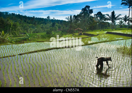 Indonesia, Java, Java Orientale Provincia, Kawah Ijen volcano area (2500m), Ijen Parco Nazionale, Randu Agung, Banyuwangi Licin Foto Stock