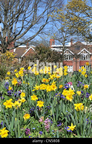 Daffodils in full bloom on a sunny spring day Foto Stock