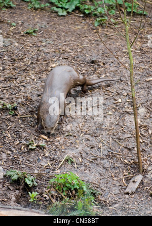 Slimbridge Wetlands Centre Sulle rive del fiume Severn vicino a Gloucester. Foto Stock