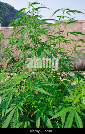 La Cannabis (marijuana) impianto crescente in Hill Tribes Village Museo e giardini, vicino a Chiang Mai e Chiang Mai Provincia, Thailandia Foto Stock