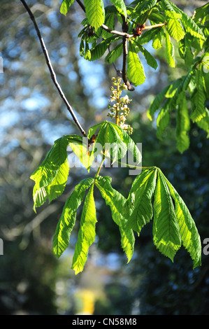 A detail of newly grown lush green chestnut leaves and blossom Foto Stock