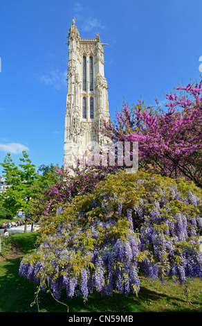 Francia, Parigi, St Jacques tower e il glicine Foto Stock