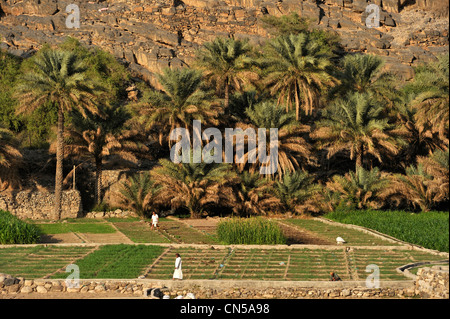 Il sultanato di Oman, Al Dakhiliyah Regione, Western montagne Hajar, Ghul Foto Stock