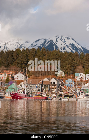 Pacific aringa (Clupea pallasii) sac roe flotta peschereccia riuniranno in Sitka, Alaska porti del. Foto Stock